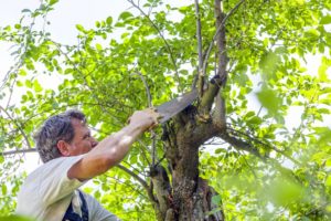 Fakivágás megfelelő eszközökkel: bízza profikra a feladatot!