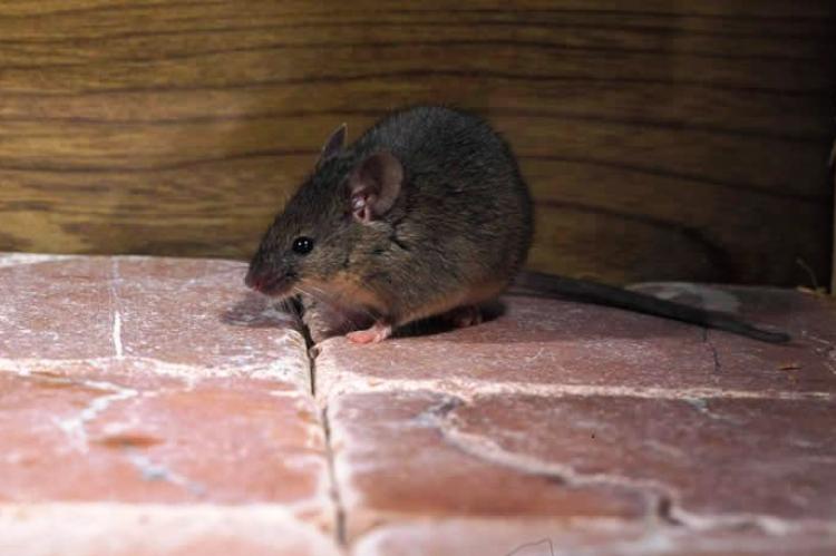 Gyakran vendégeskedik Önnél rágcsáló?